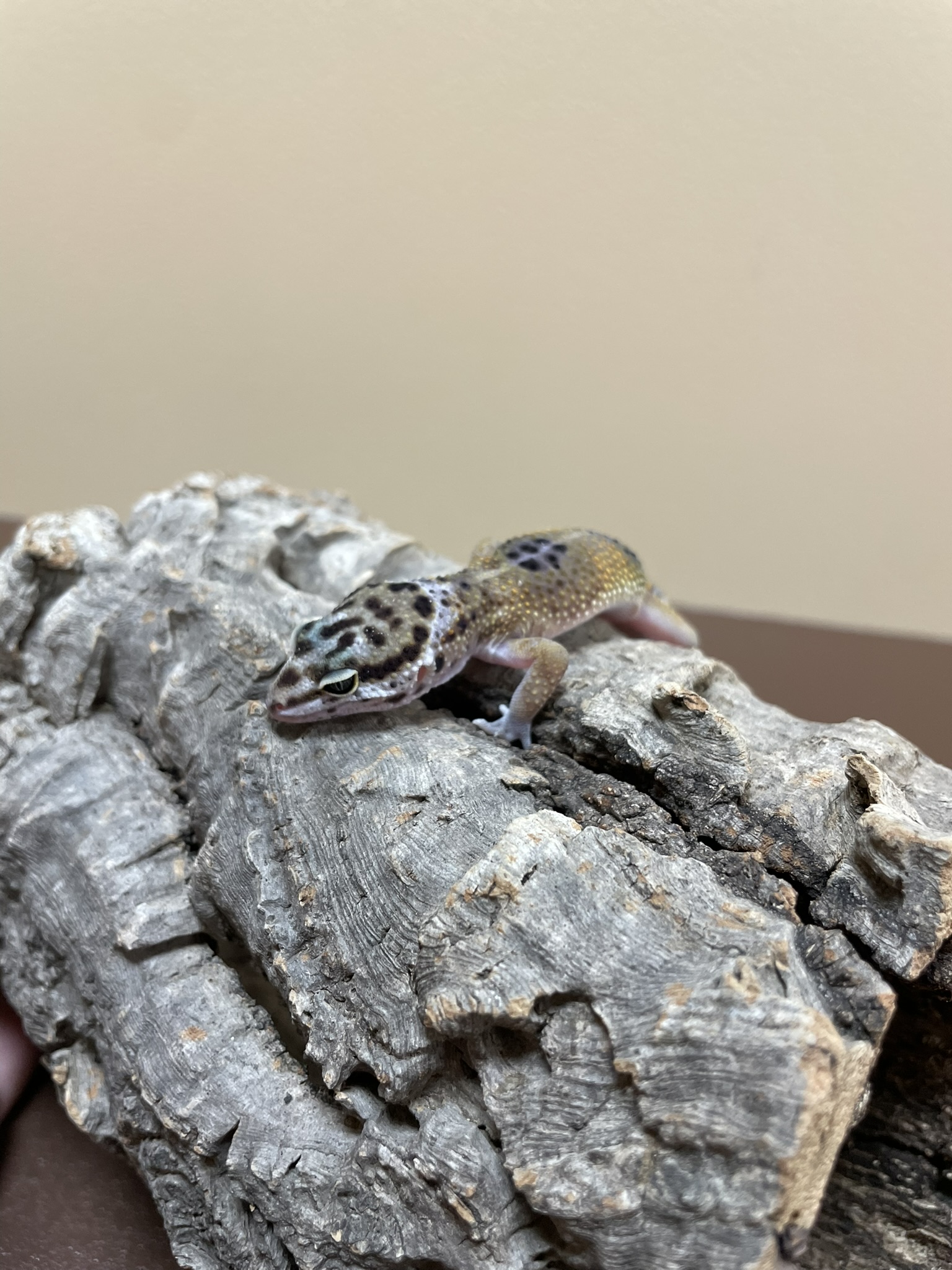 Leopard Gecko-29289 Image #1