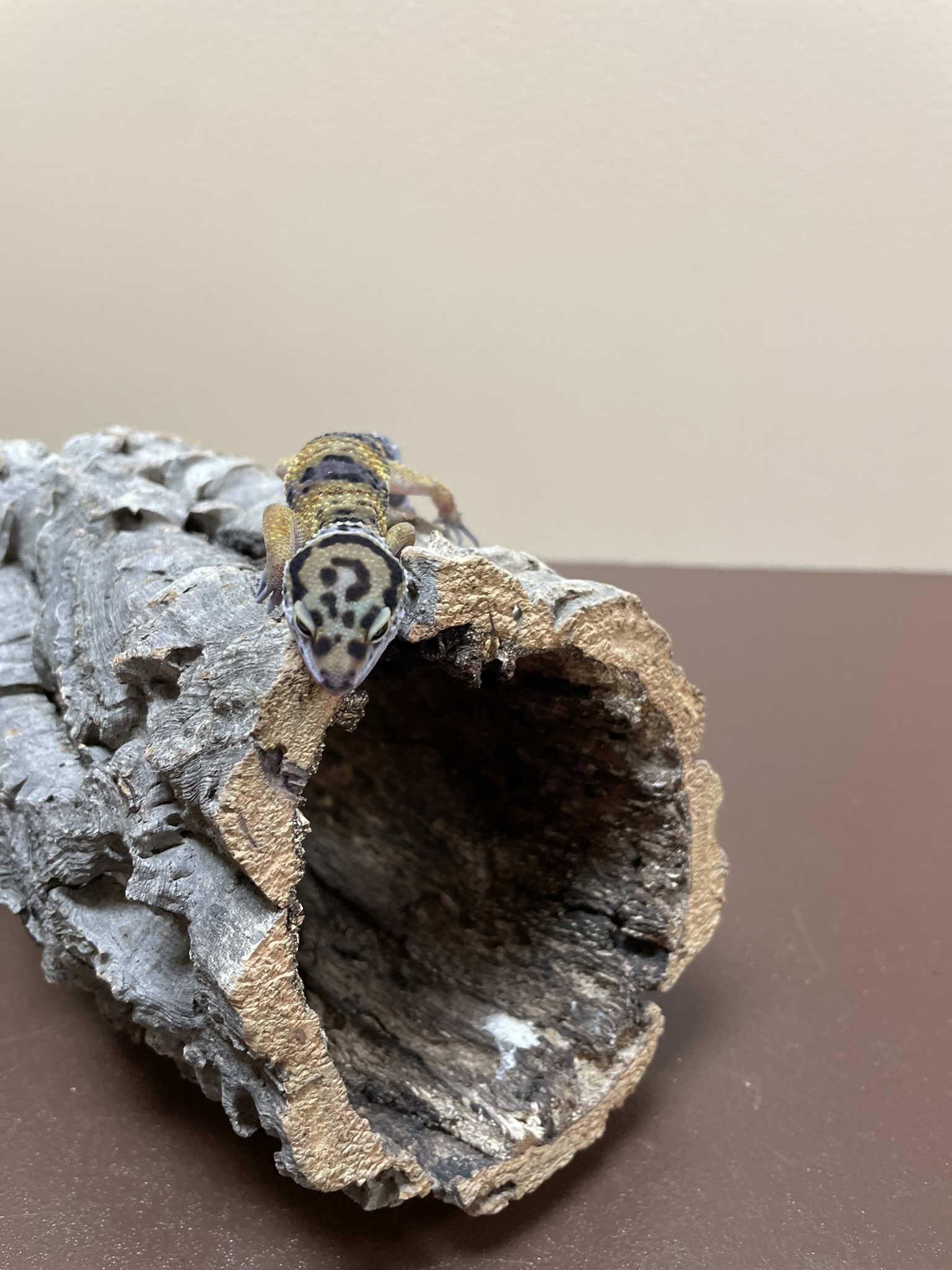 Leopard Gecko-29290 Image #1