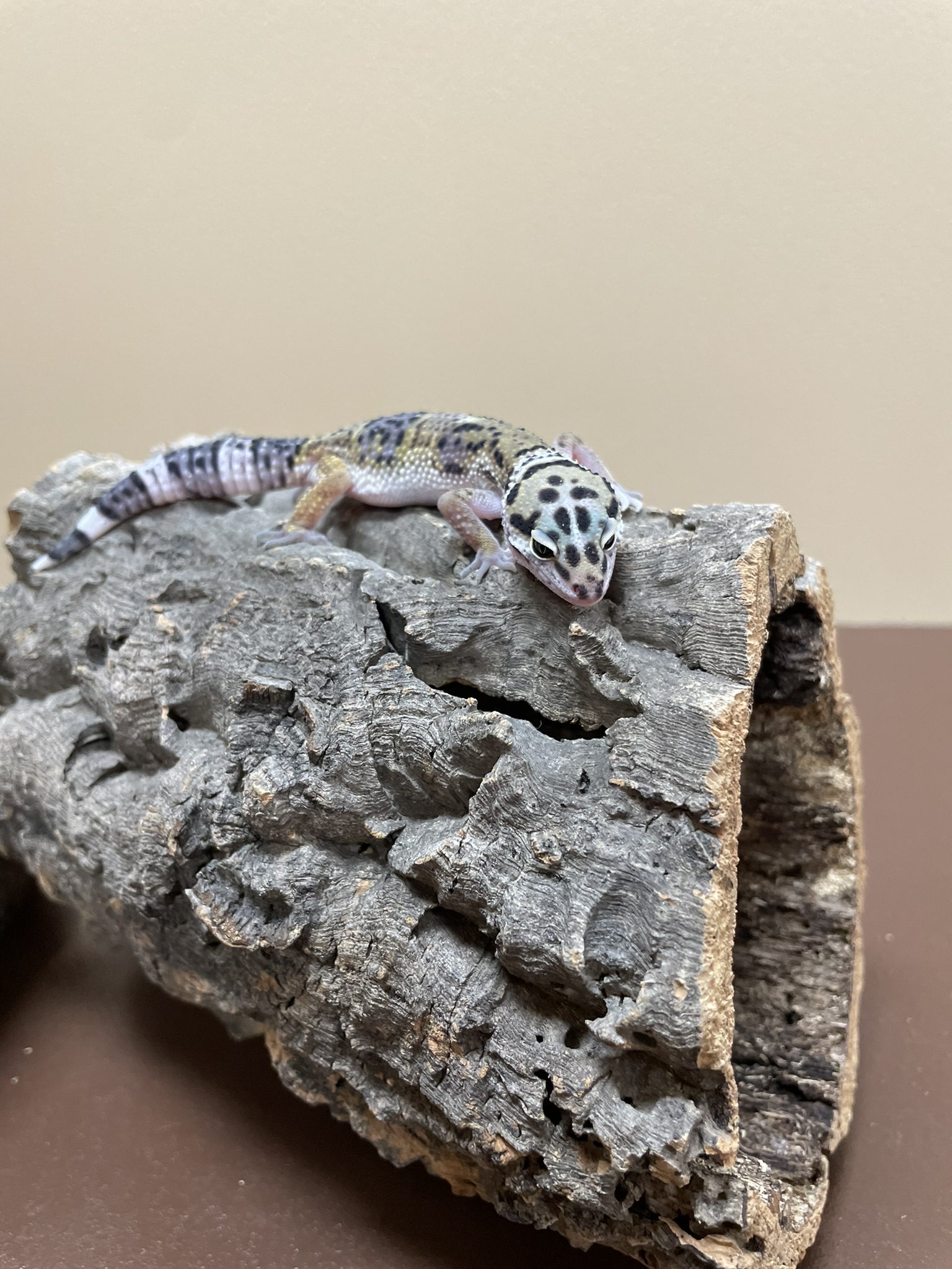 Leopard Gecko-29291 Image #1