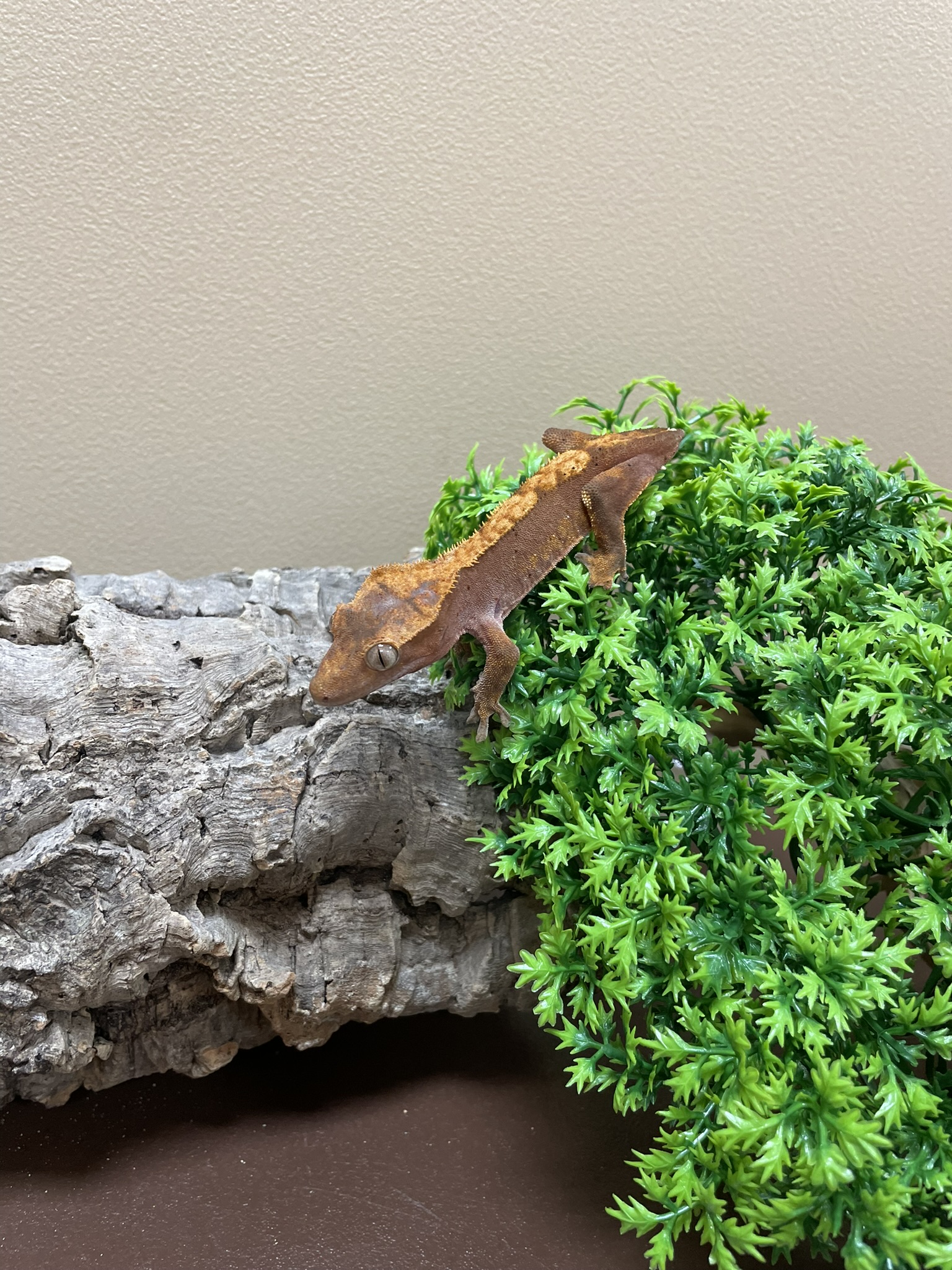 Crested Gecko-29285 Image #2