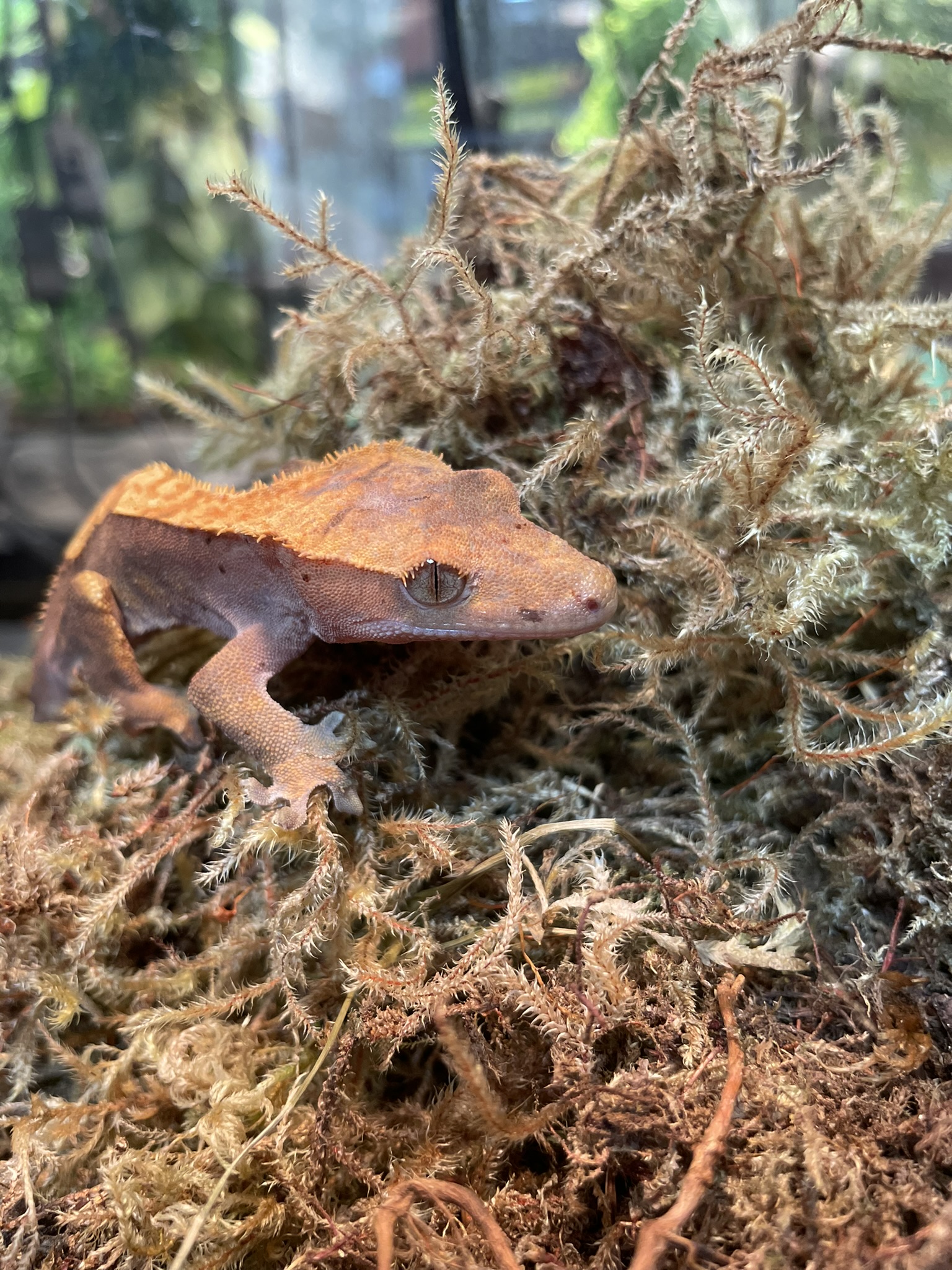 Crested Gecko-29285 Image #1