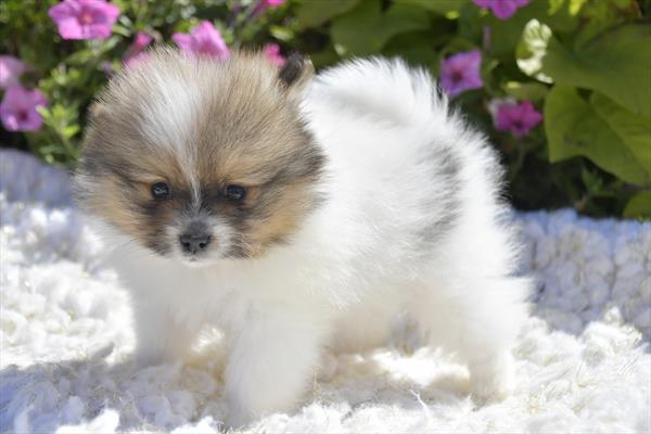 Pomeranian (M) 29403 Image #2