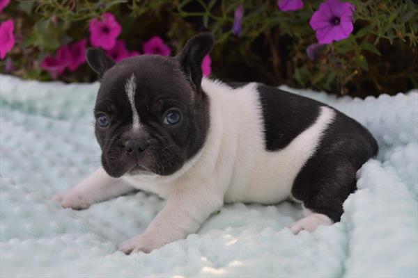 [#232806-02] Black M French Bulldog Puppies for Sale