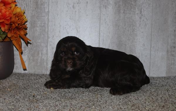 Cocker Spaniel (F) 29425 Image #2