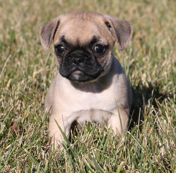 [#233010-04] Fawn M French Bulldog/Pug Puppies for Sale