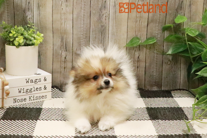 Pomeranian (M) 29403 Image #1