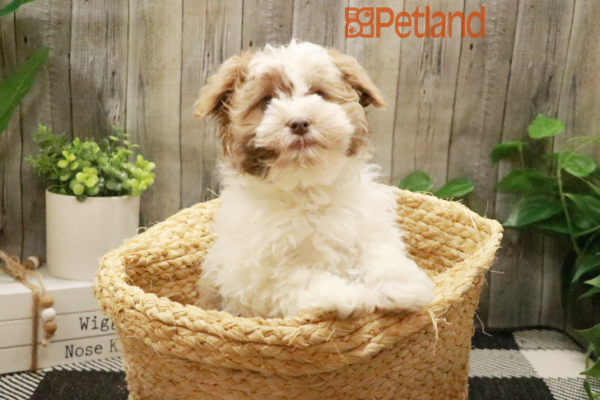 [#232901-04] Chocolate / White M Havanese Puppies for Sale