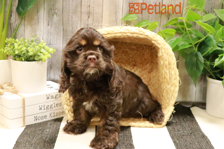 Cocker Spaniel (F) 29425 Image #1