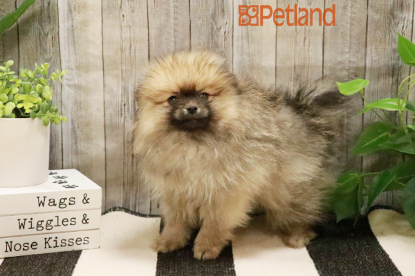 [#232851-01] Sable F Pomeranian Puppies for Sale