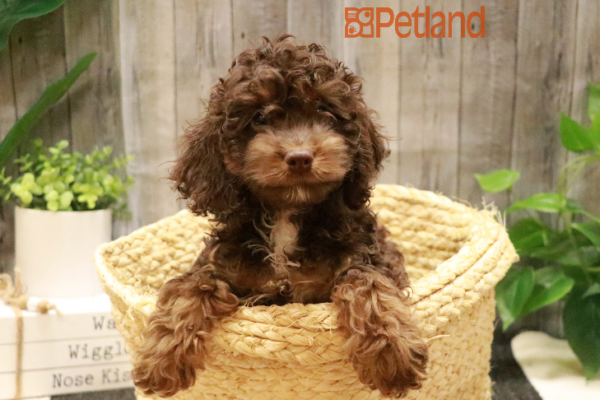 [#232877-04] Chocolate / Tan F Cock A Poo Puppies for Sale