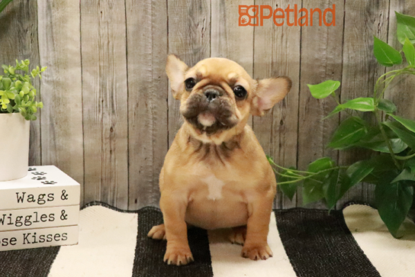 [#232951-05] Fawn F French Bulldog Puppies for Sale