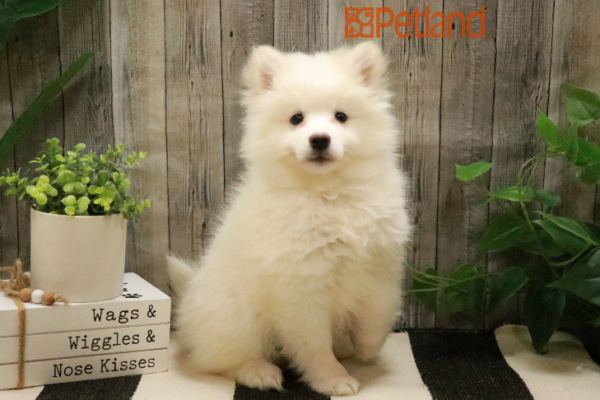 [#232973-02] White F American Eskimo Dog Puppies for Sale