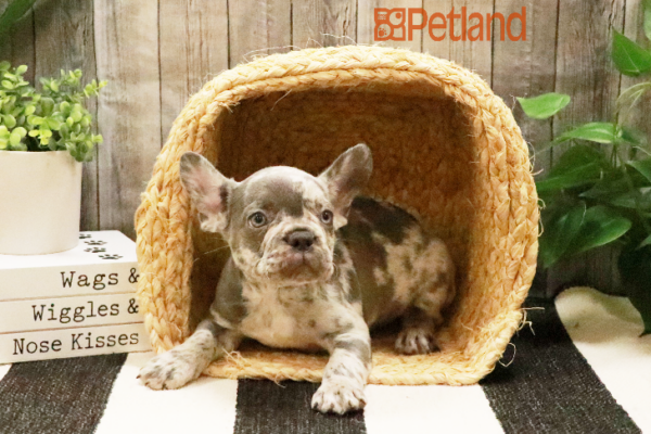 [#232983-01] Lilac Merle M French Bulldog Puppies for Sale