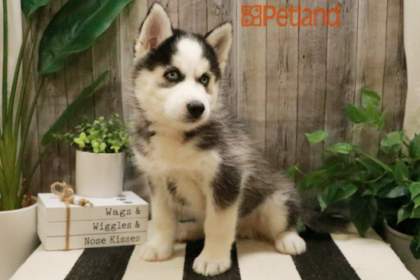 [#232990-02] Black / White M Siberian Husky Puppies for Sale