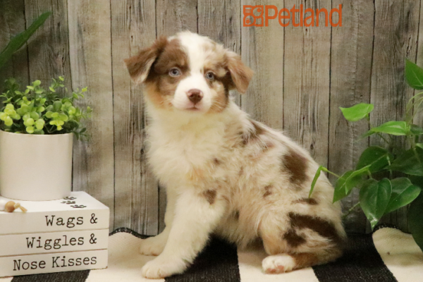 [#233030-06] Red Merle F Australian Shepherd Puppies for Sale