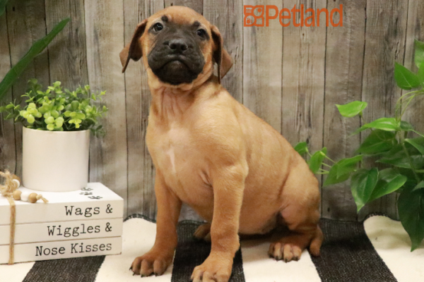 [#233037-07] Red Fawn F Bullmastiff Puppies for Sale