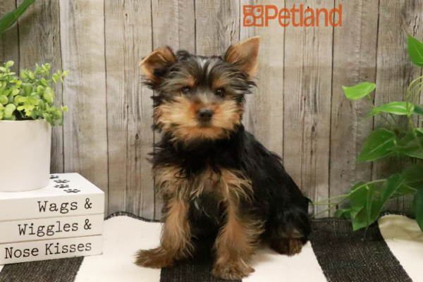 [#233164-03] Black / Tan M Yorkshire Terrier Puppies for Sale