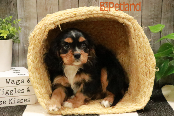 [#233261-03] Phantom F Cavalier King Charles Spaniel Puppies for Sale