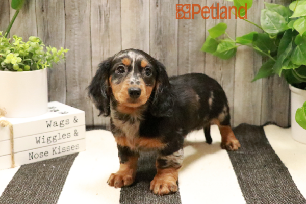 [#231522-02] Silver M Dachshund Puppies for Sale