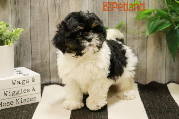[#233124-05] Black / White F ShihPoo Puppies for Sale