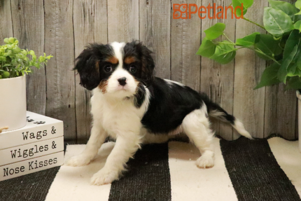 [#233123-05] Tri-Colored F Cavalier King Charles Spaniel Puppies for Sale