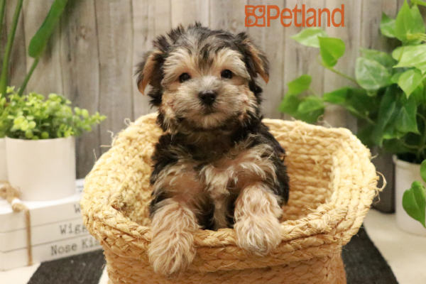 [#233084-02] Black / Tan M Morkie Puppies for Sale