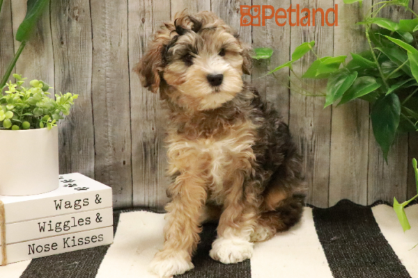 [#233019-03] Blue Merle M Yorkiepoo Puppies for Sale