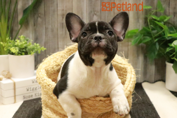 [#232806-02] Black M French Bulldog Puppies for Sale