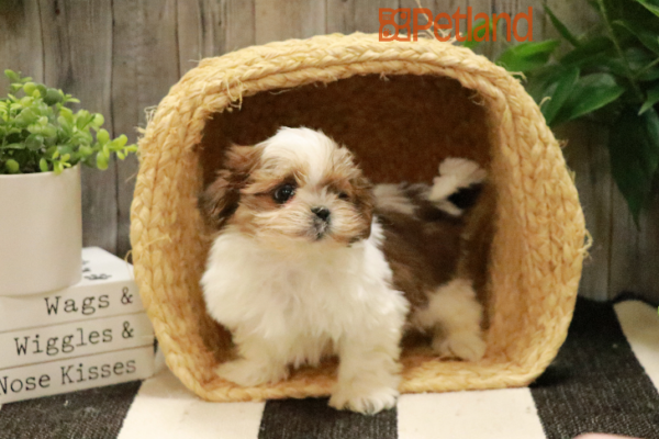 [#233144-01] Sable / White M Shih Tzu Puppies for Sale