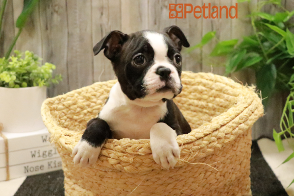 [#233364-05] Black / White F Boston Terrier Puppies for Sale