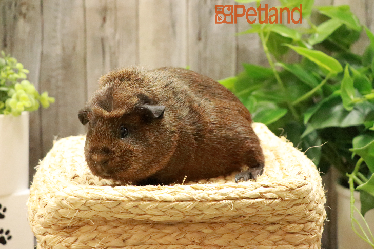 Crested Guinea Pig-29269 Image #1