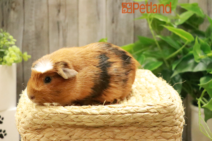 Crested Guinea Pig-29151 Image #1