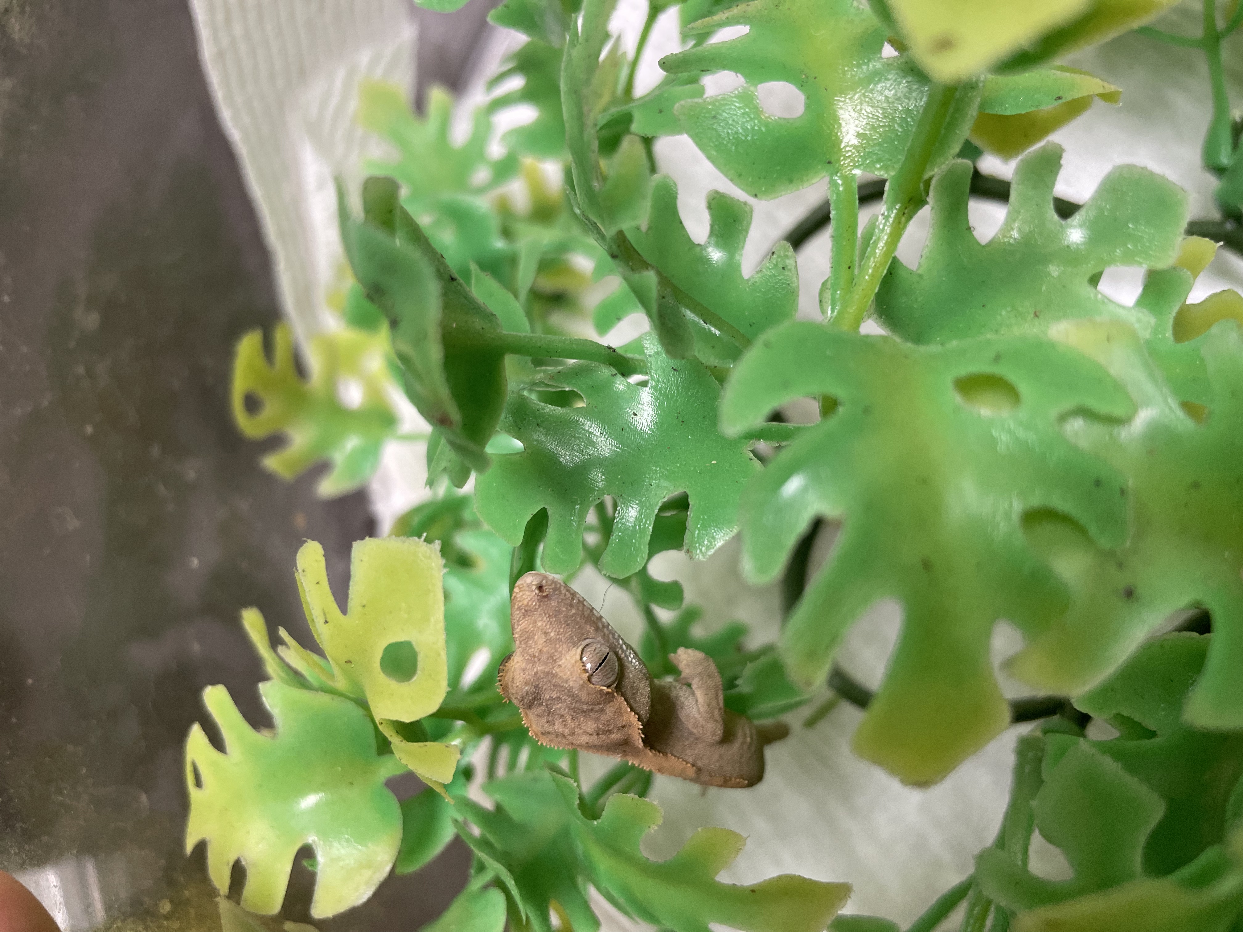 Crested Gecko-29412 Image #1