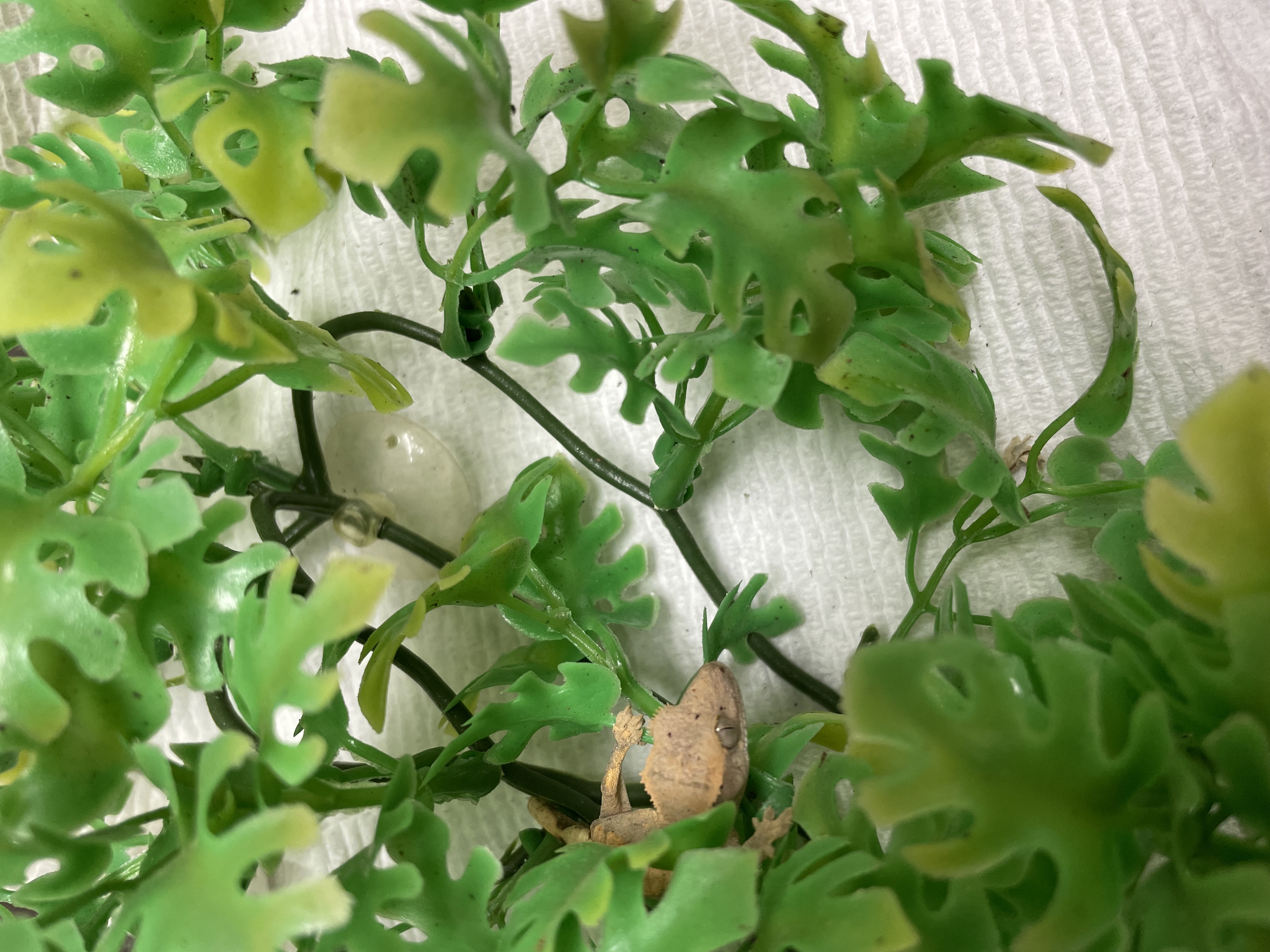 Crested Gecko-29413 Image #1