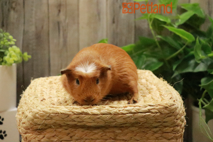 Crested Guinea Pig-29475 Image #1