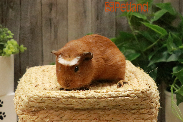 Crested Guinea Pig-29332 Image #1