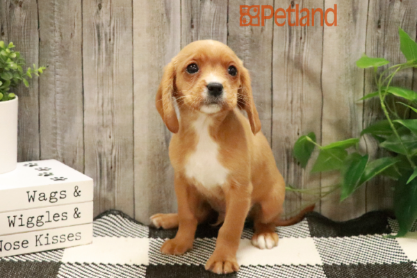 [#233162-02] Ruby M Beagalier Puppies for Sale