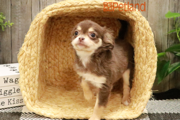 [#233330-01] Chocolate / Tan F Chihuahua Puppies for Sale