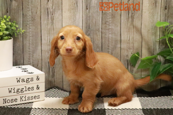 [#233276-04] Red M Dachshund Puppies for Sale