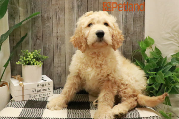 [#233538-02] Golden M Goldendoodle 2nd Gen Puppies for Sale