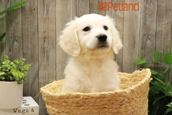 [#233439-05] Cream F Golden Retriever Puppies for Sale