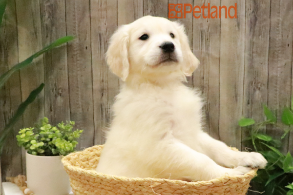 [#233439-04] Cream M Golden Retriever Puppies for Sale