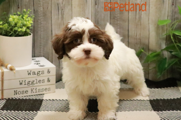 [#231543-04] White / Chocolate F Havanese Puppies for Sale