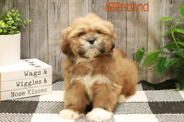 [#233226-03] Red Sable F Lhasa Apso Puppies for Sale