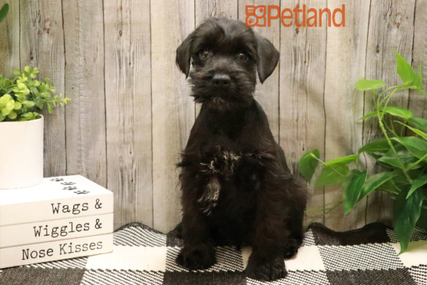 [#233227-02] Black M Miniature Schnauzer Puppies for Sale