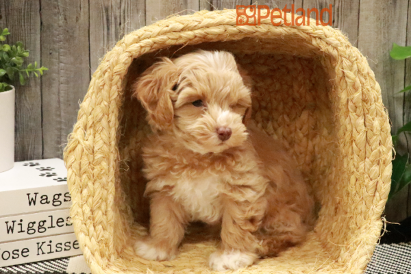 [#233134-03] Apricot M Schnoodle Puppies for Sale