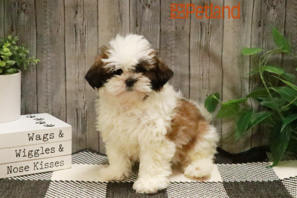 [#233120-03] Sable / White F Shih Tzu Puppies for Sale