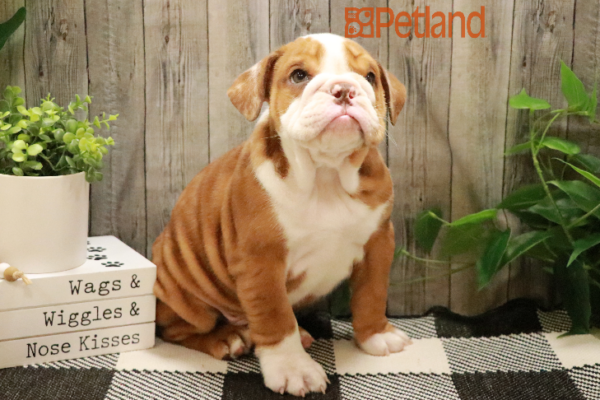 [#233518-03] Chocolate Merle / Tan M Victorian Bulldog Puppies for Sale