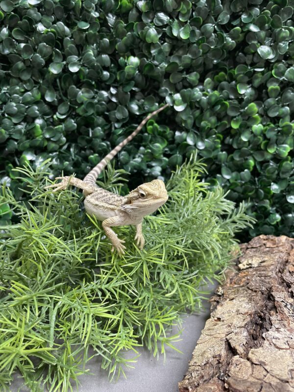 Bearded Dragon Petland Racine Wisconsin
