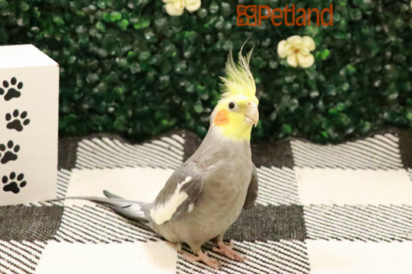 Bird ID 252679 Located at Petland Racine Wisconsin